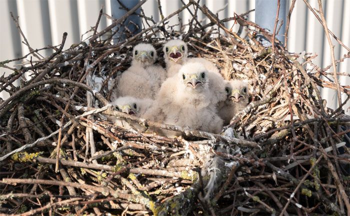 Turmfalkennachwuchs im Mercedes-Benz Werk Rastatt