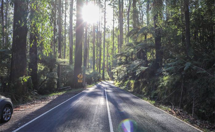 Black Spur Drive, Fernshaw (Australia)