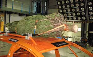 Christbaum richtig gesichert