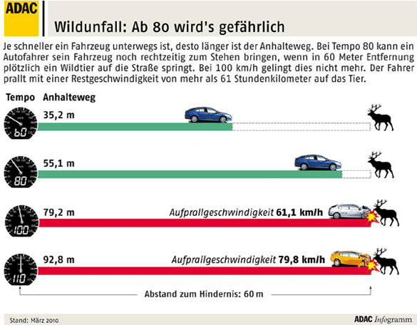 Wildunfall: Gefahr ab 80 km/h