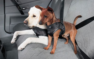 BMW Hundesicherheitsgeschirr