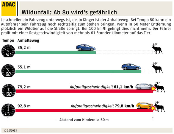 Wildunfall: Ab 80 km/h wird es gefhrlich